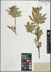 Foto von Salix hastata L.